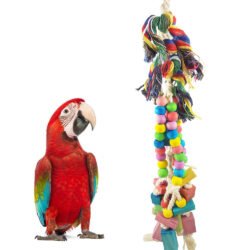 Large Parrot Hanging Toys