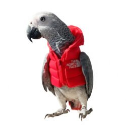 Bird Clothes Red Down Jacket