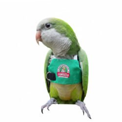 Green Cotton Bird Harness & Leash Set
