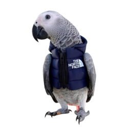 Bird Down Cotton Padded Jacket