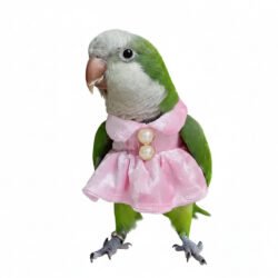 Elegant Pink Pet Bird Dress