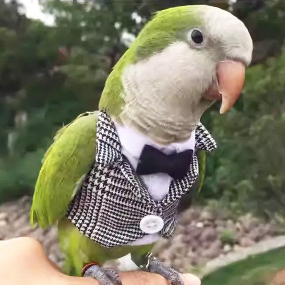 Dapper Plaid Bird Suit with Bow Tie - Image 3