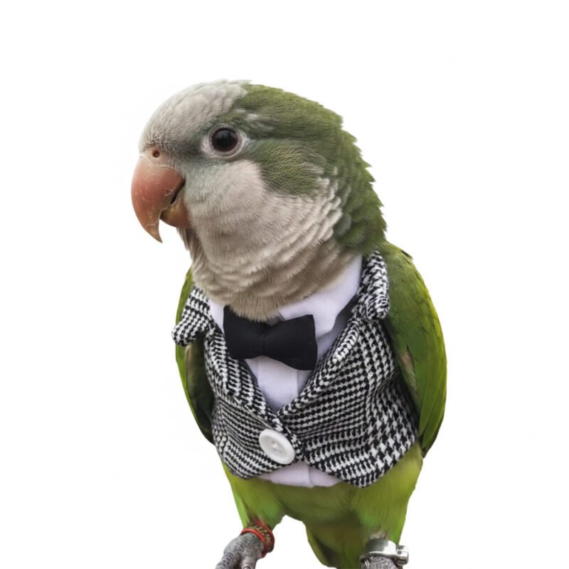 Dapper Plaid Bird Suit with Bow Tie